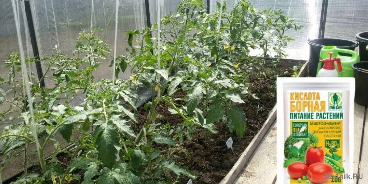 Как обработать борной кислотой клубнику, огурцы, помидоры для завязи: как разводить и опрыскивать растения борной кислотой