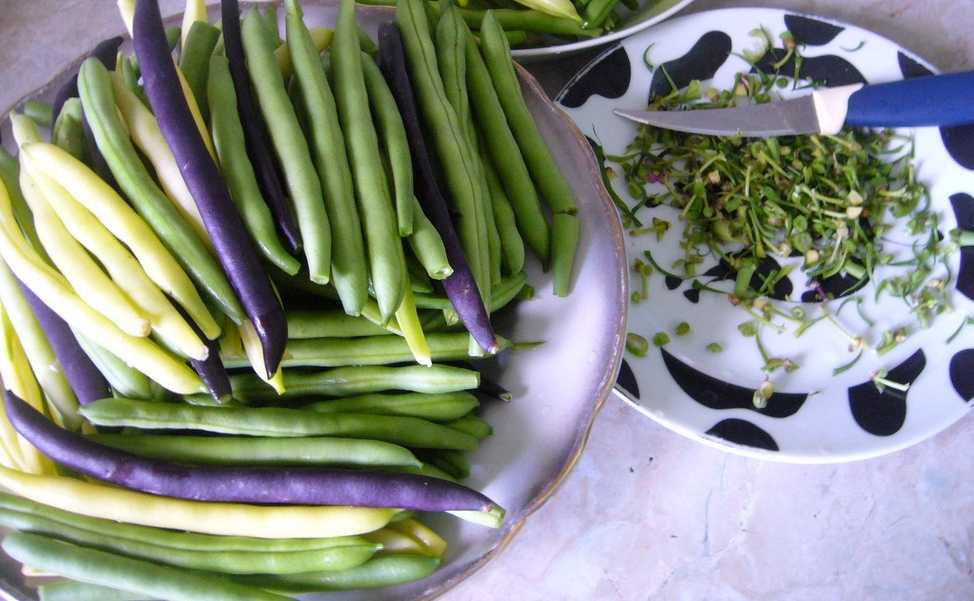 Быстрая заготовка спаржевой (зеленой) фасоли на зиму: 7 самых доступных рецептов