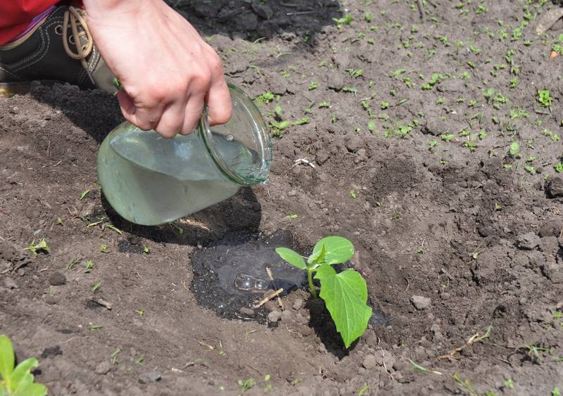 Подкормка огурцов в открытом грунте и теплице: когда и чем удобрять для урожайности, эффективные средства