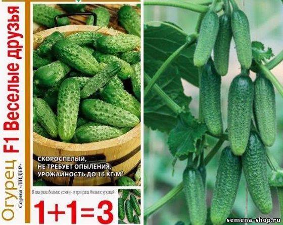 Огурец марьина роща f1: отзывы о выращивании и урожайности, описание сорта и характеристика, посадка и