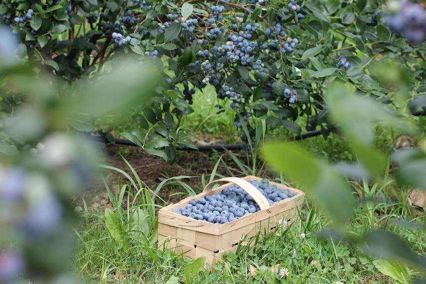 Голубика садовая — неприхотливый витамин: посадка, выращивание и уход