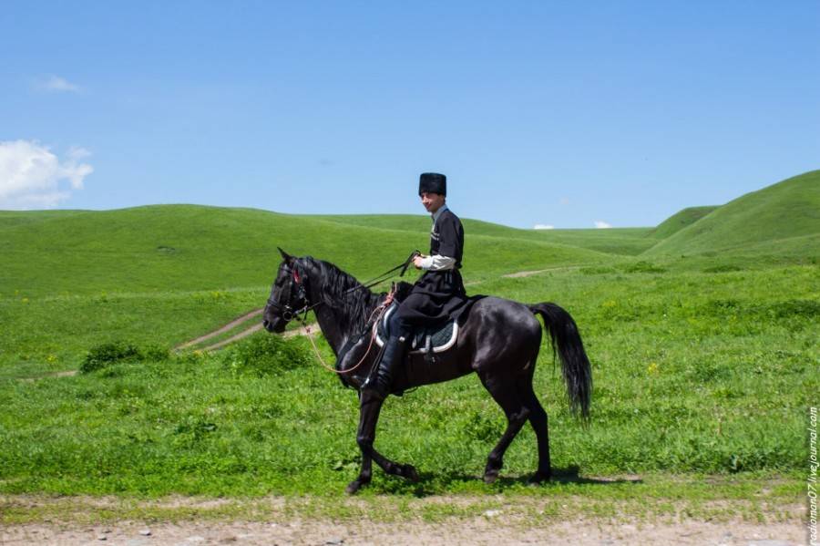 История черкесских коней. особенности кабардинской породы лошадей