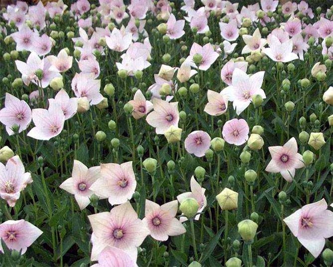 ᐉ цветок платикодон: посадка и уход в открытом грунте, фото, выращивание из семян - roza-zanoza.ru