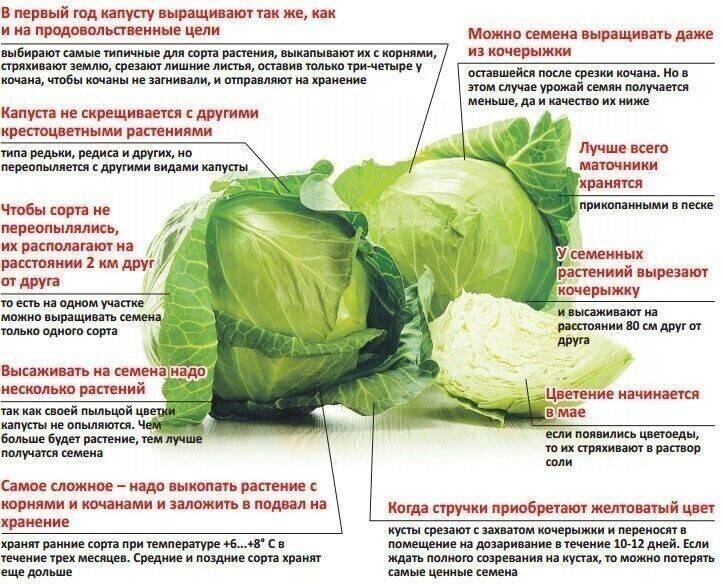 Как ухаживать за капустой в августе: топ-6 самых важных дел для урожая на supersadovnik.ru
