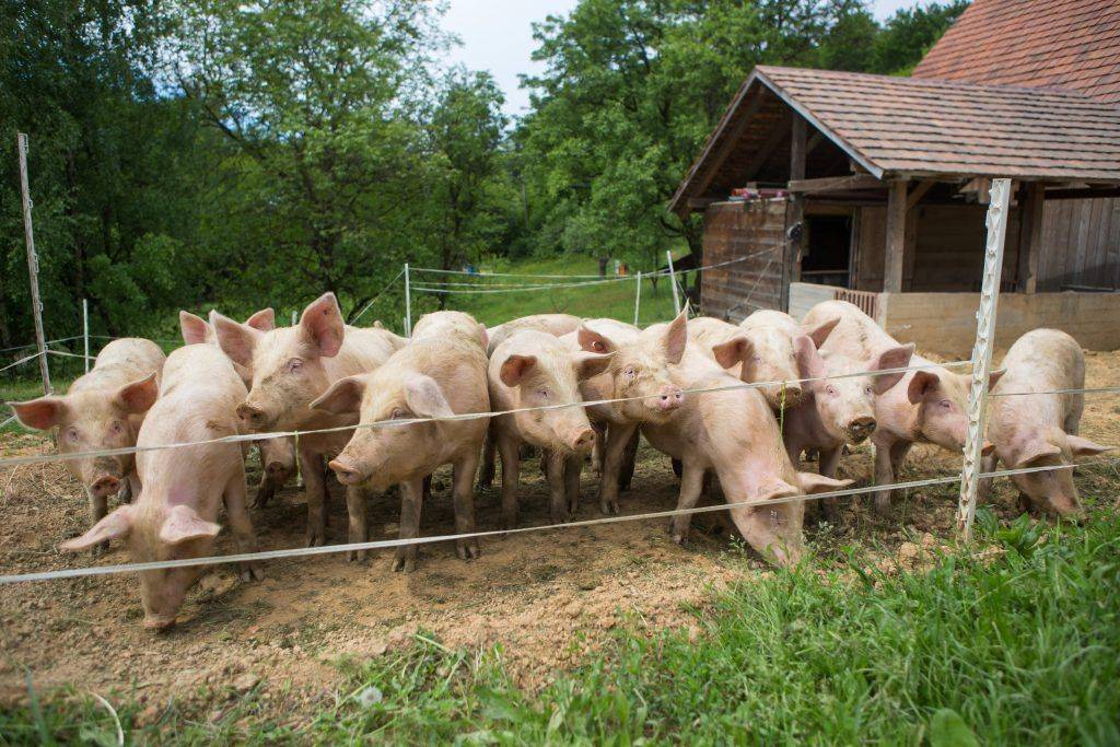 Разведение свиней в домашних условиях для начинающих: выгодно ли?