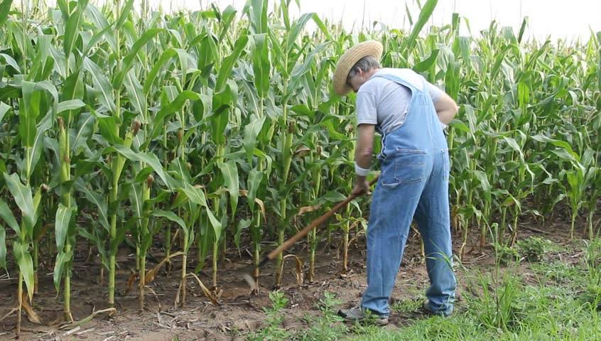Когда созревает кукуруза в подмосковье, как сеять культуру, а именно сажать рассадой в открытом грунте, можно ли вырастить на даче, а также уход при выращивании