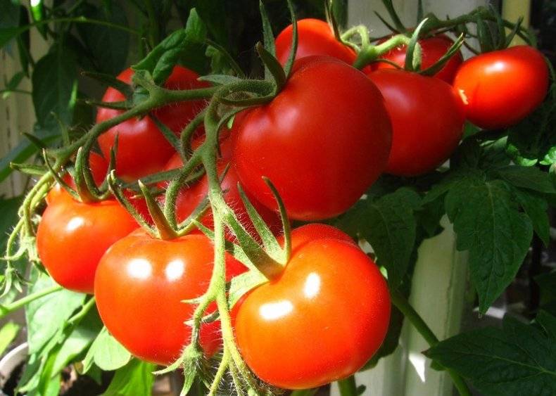Лучшие сорта томатов для беларуси отзывы