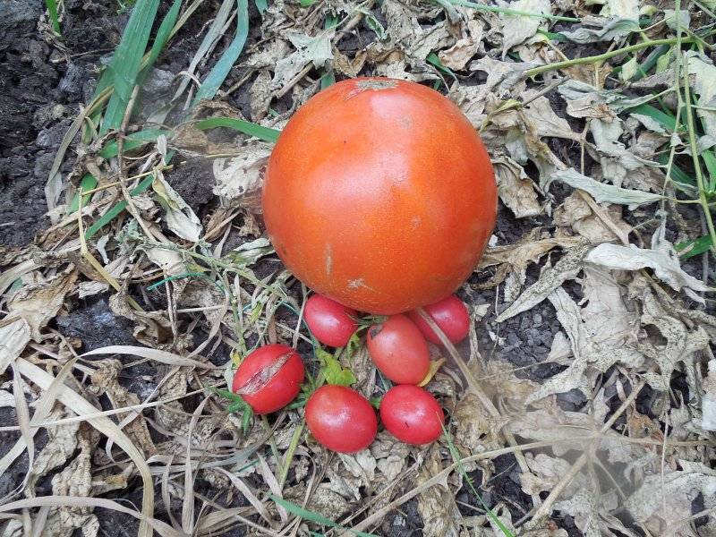 Купить томат зимаревский великан (ср-ранний,2м,600г) 20шт сиб сад в интернет магазине удачный сад