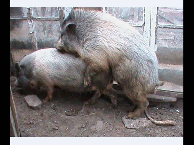 Свинья загуляла когда можно резать. можно ли резать свинью в охоте, когда она загуляла — особенности убоя и сроки выдержки