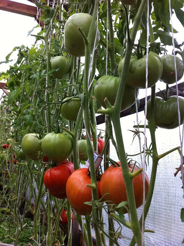 Минусинские помидоры: описание сорта, отзывы, фото, урожайность