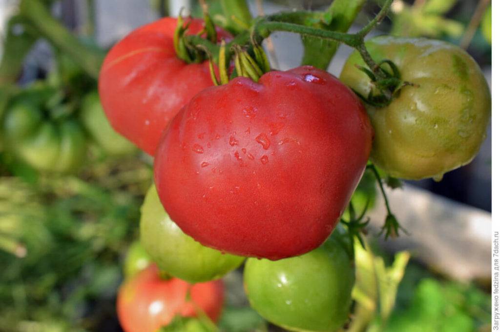 Чем уникален томат орлиное сердце