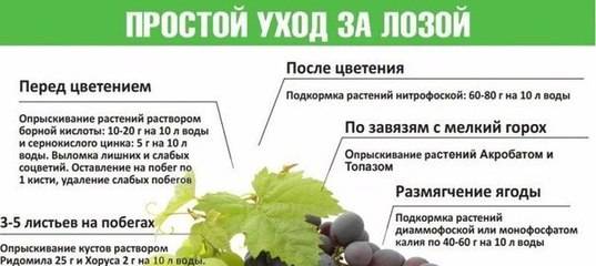 Плач виноградной лозы: что делать, если весной из винограда течет сок?