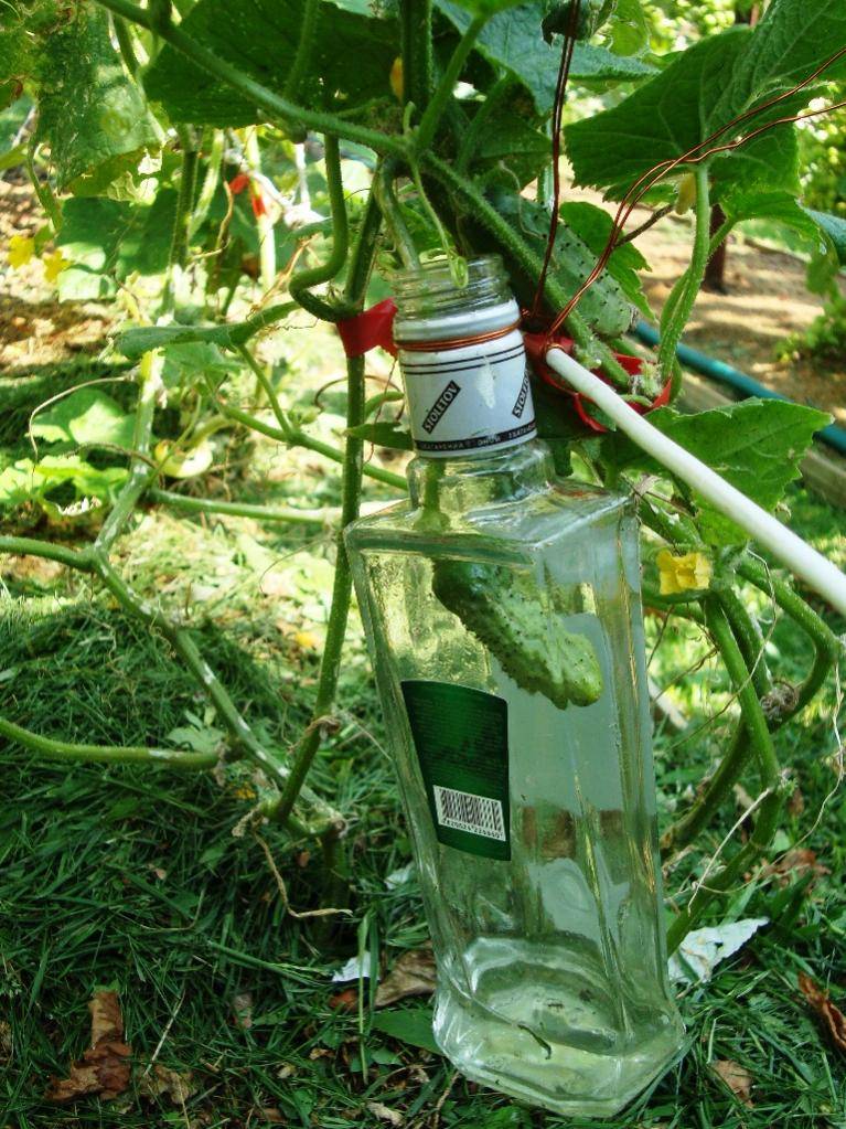 Посадка огурцов в 5-литровых бутылках: правила выращивания и ухода с видео