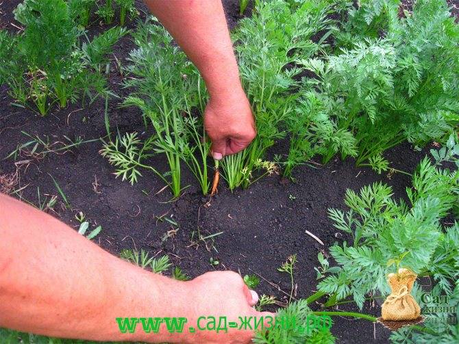 Как поливать морковь в открытом грунте: когда и как