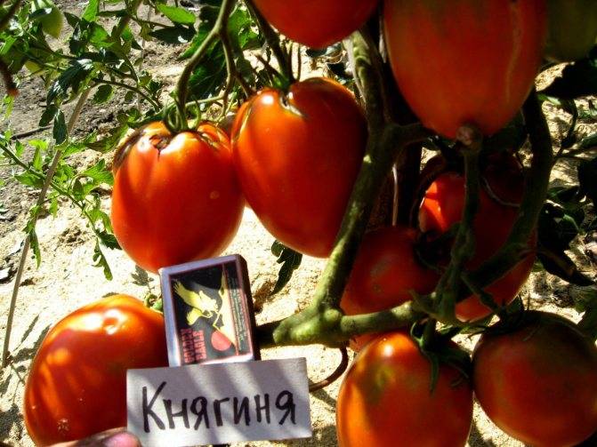 Выращиваем раннеспелый томат маруся вместе с нами — описание сорта и его достоинства