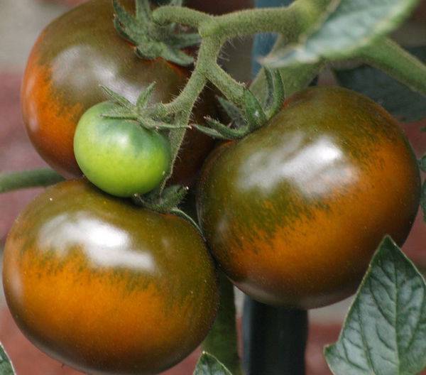 Описание сорта томата ашдод и его характеристики - все о фермерстве, растениях и урожае