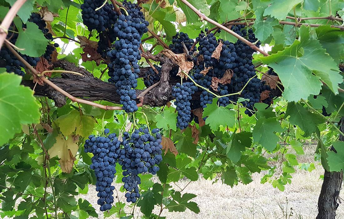 О винограде мукузани: описание и характеристика сорта, посадка и уход