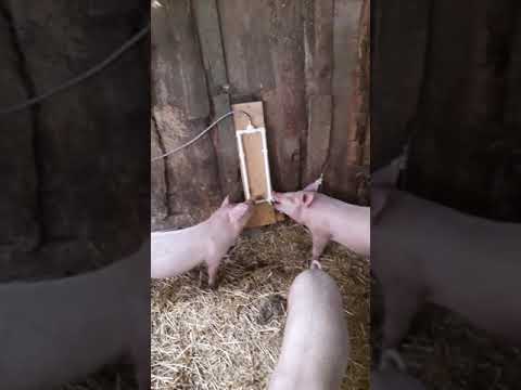Кормушки для свиней, поилки и утепленный хлев своими руками