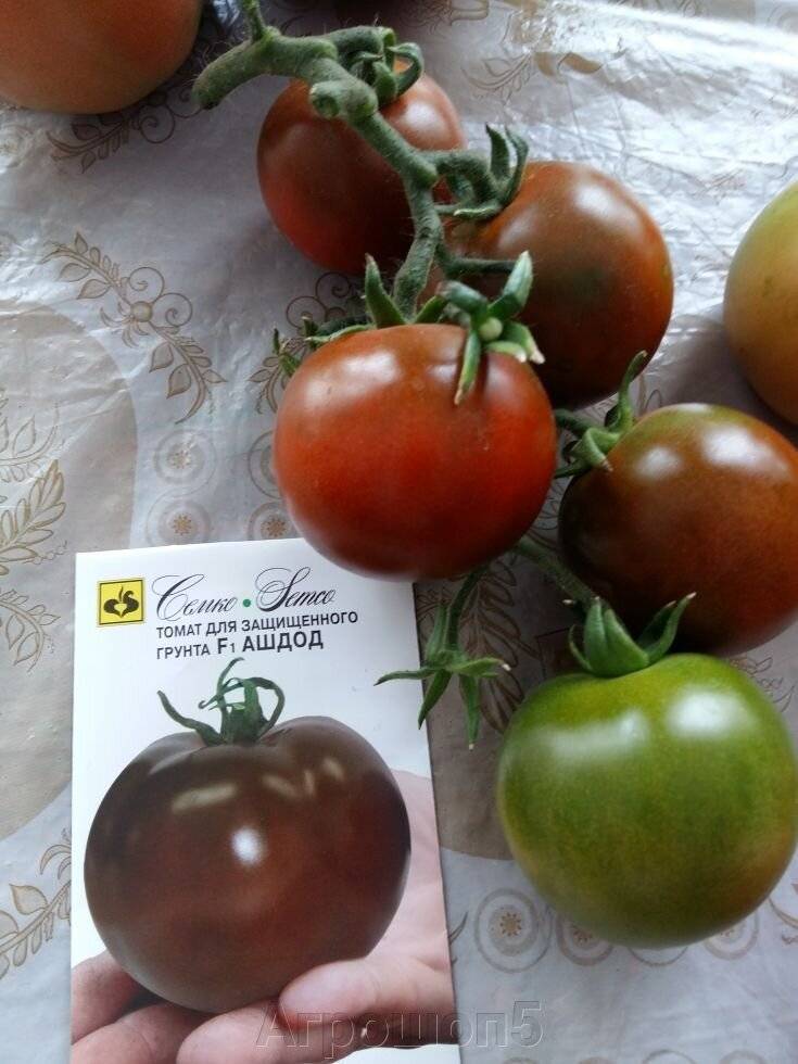 Как выглядит томат ашдод f1: отзывы и особенности выращивания