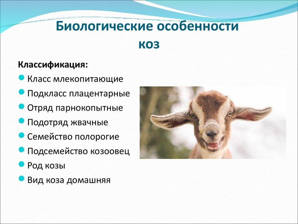Описание и характеристика топ-5 мясных пород коз, правила их содержания