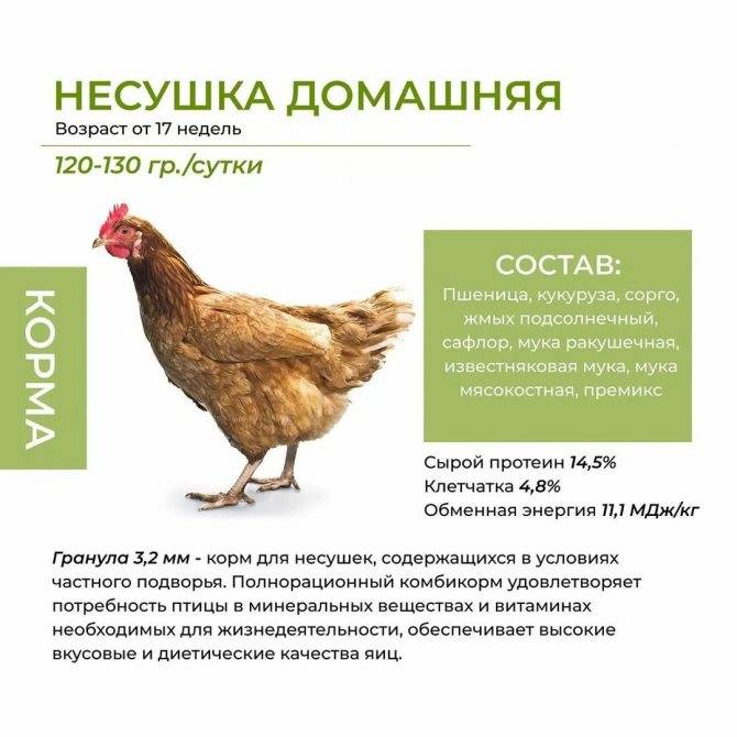 Русская белая порода кур: описание, отзывы, характеристики