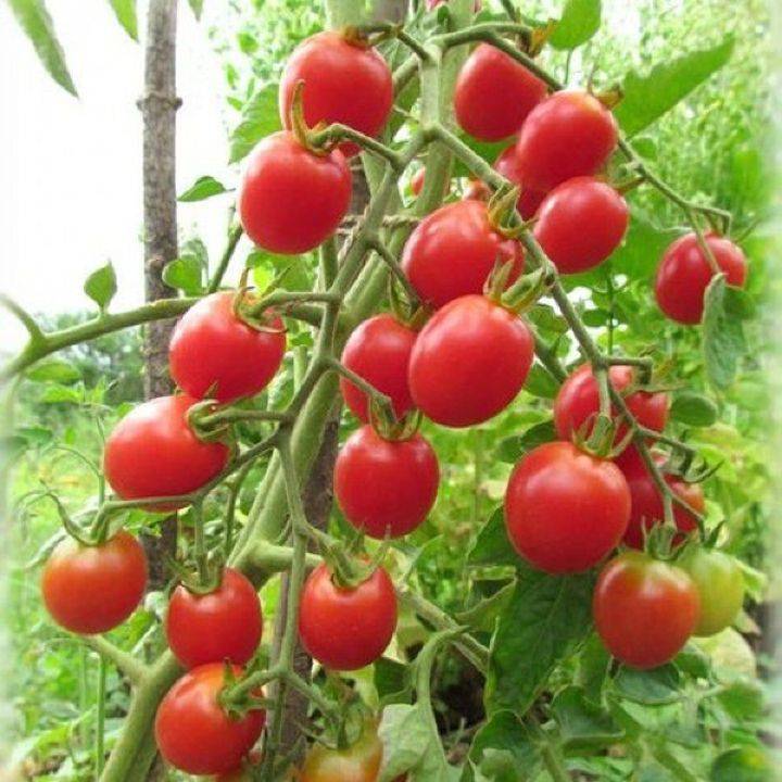 Семена томат шалун черри: описание сорта, фото. купить с доставкой или почтой россии.