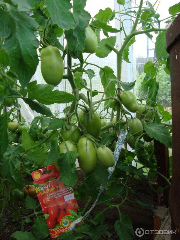Характеристика и описание сорта томата Каспар, его урожайность