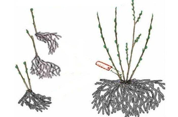 Лаванда: размножение черенками, отводками, семенами и делением куста + фото и видео