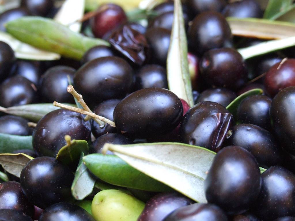 Как правильно выбрать оливки?