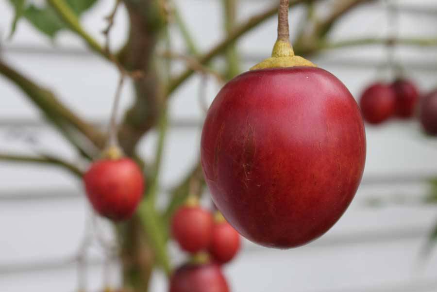 Плоды томатного дерева на вашей кухне