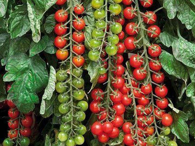 Томат рапунцель: описание, фото выращенного урожая, преимущества и недостатки сорта, советы по уходу