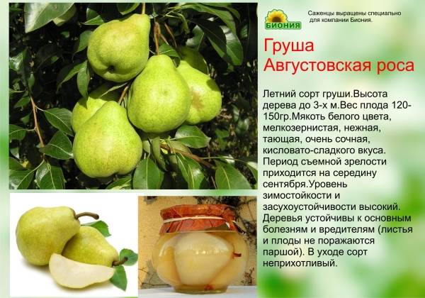 Советы по посадке и выращиванию груш сорта - москвичка