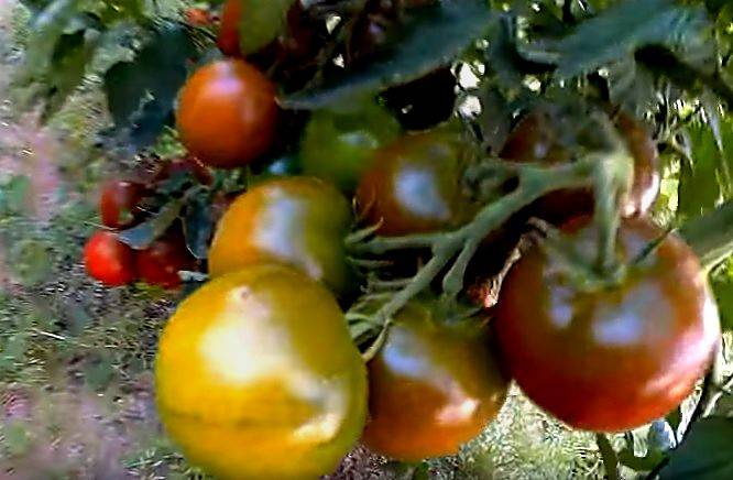 Лучшие и урожайные сорта томатов: описание с фото