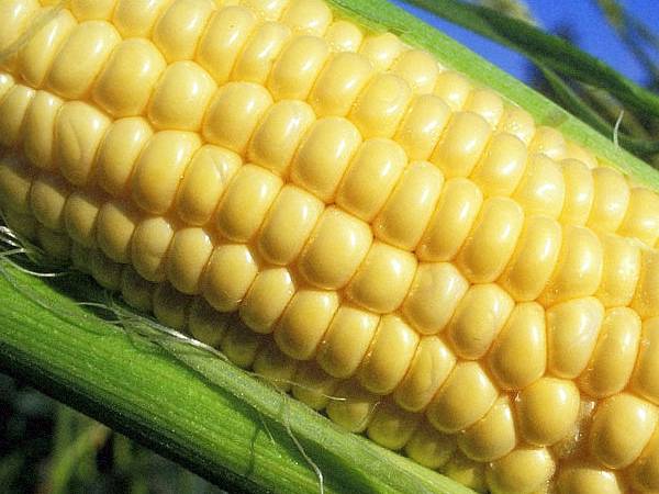 Топ 50 лучших сортов сладкой кукурузы с описанием и выращиванием