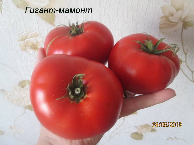 Подборка томатов "мамонт": характеристика и описание сорта, отзывы, фото, урожайность – все о томатах. выращивание томатов. сорта и рассада.