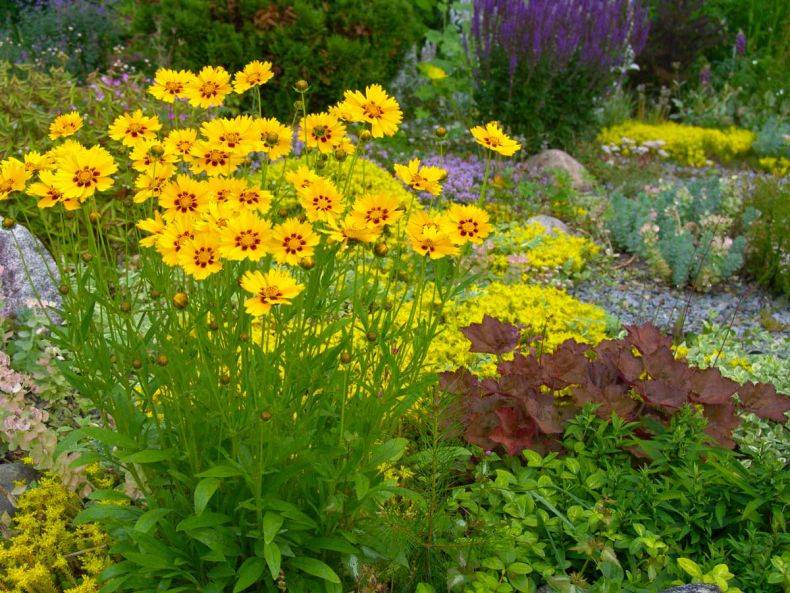 Кореопсис многолетний: посадка и уход за растением с длительным цветением