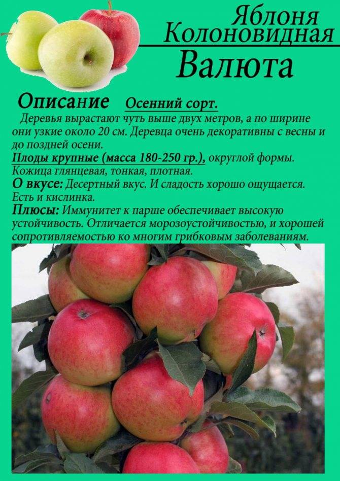 Описание сорта яблони бребурн: фото яблок, важные характеристики, урожайность с дерева