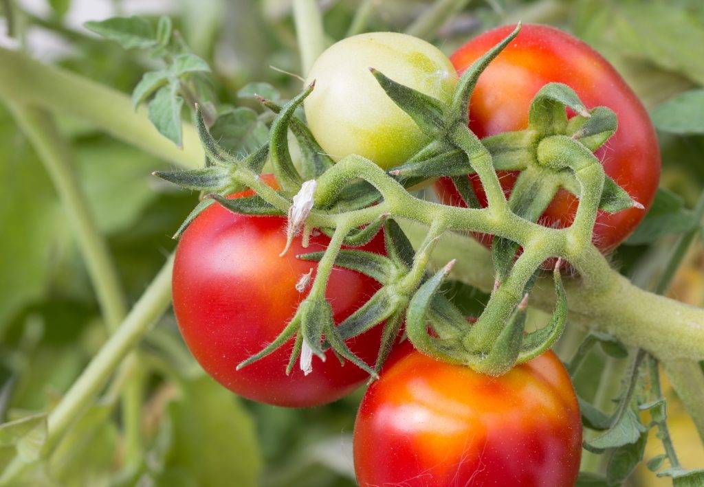 Как выглядит томат ашдод f1: отзывы и особенности выращивания