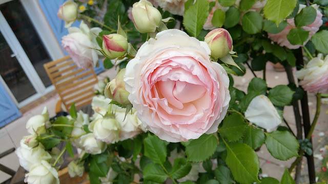 Плетистая роза пьер-де-ронсар: фото, описание, условия содержания