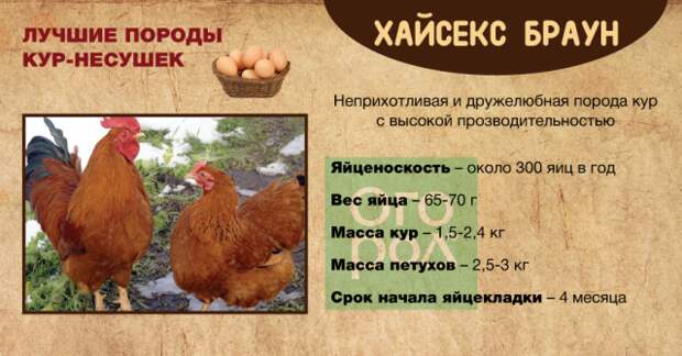 Порода куриц и петухов ломан браун: характеристика, описание и содержание