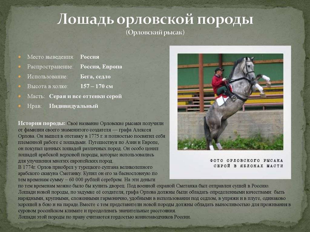 Орловский рысак: фото рысистой породы лошадей, масти, характеристика, цена, содержание и разведение в россии