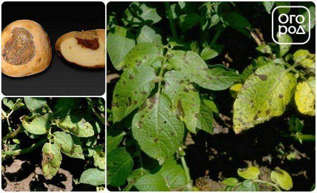 Описание и причины альтернариоза картофеля, меры борьбы и методы лечения