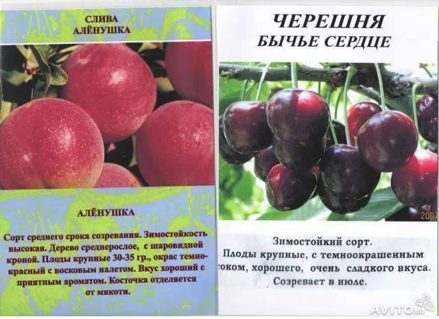Описание самоплодных сортов вишни для средней полосы и самарской области