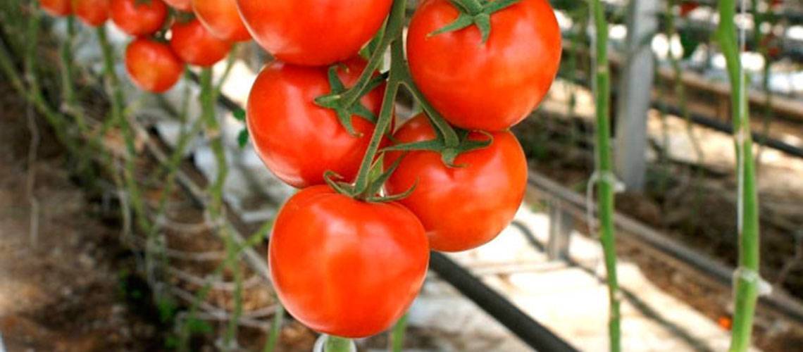 Томат настя f1: описание сорта с фото, семена помидора ф1 от аэлита, отзывы овощеводов