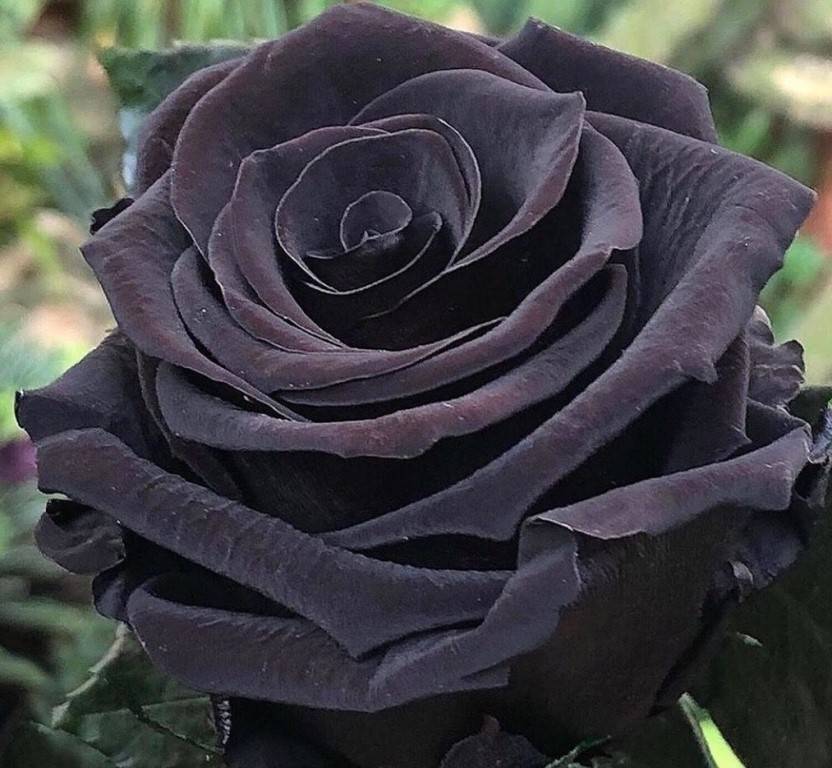 Роза черная магия (black magic): описание сорта, характеристика, посадка и уход