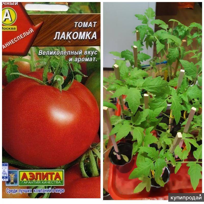 Томат черная лакомка: описание и характеристика сорта, отзывы, фото, урожайность | tomatland.ru