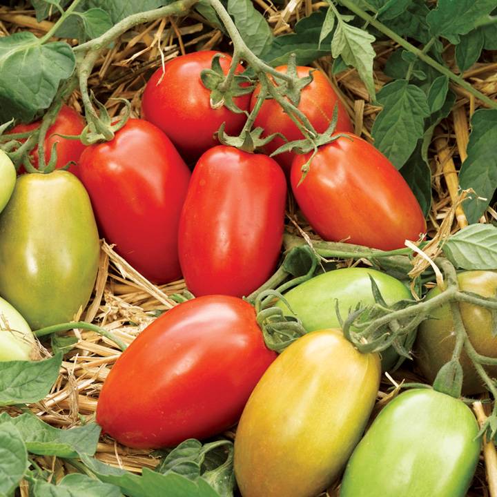 Томат инкас f1: характеристика и описание сорта, фото куста, отзывы об урожайности помидоров