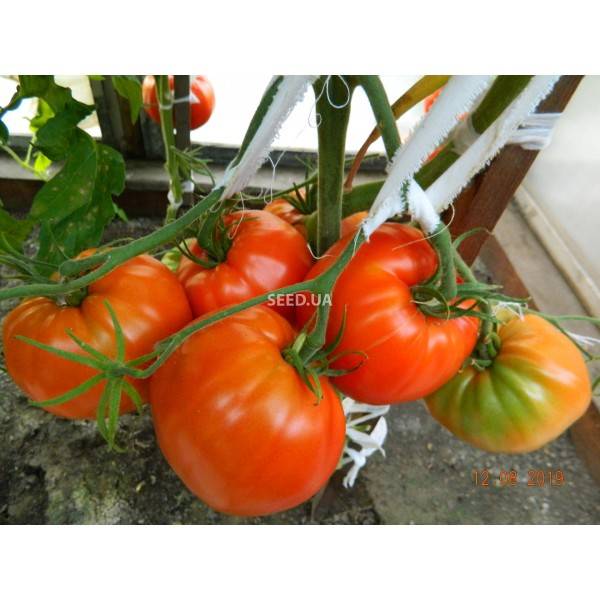 Самый ранний и недорогой — томат безрассадный спринт 2, описание сорта и советы по выращиванию