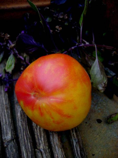 Томат грейпфрут: характеристика и описание индетерминантного сорта с фото