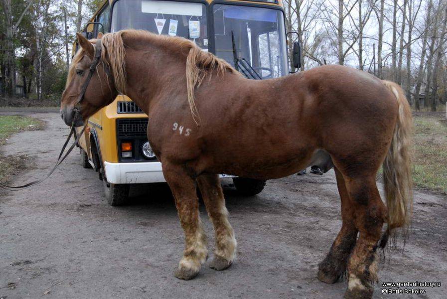 Тяжеловозы: лучшие рабочие породы лошадей
